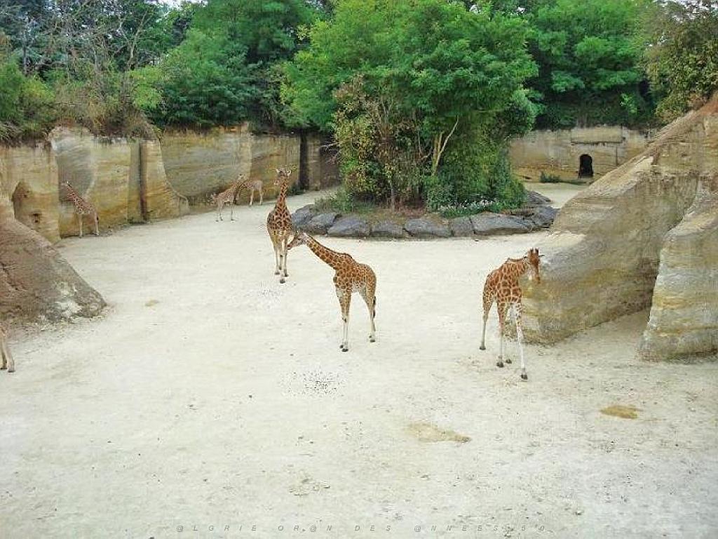 149 BIO PARC DE DOUE LA FONTAINE 1- 2016_000038.jpg